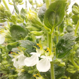 Teucrium Chamaedrys 'Alba'